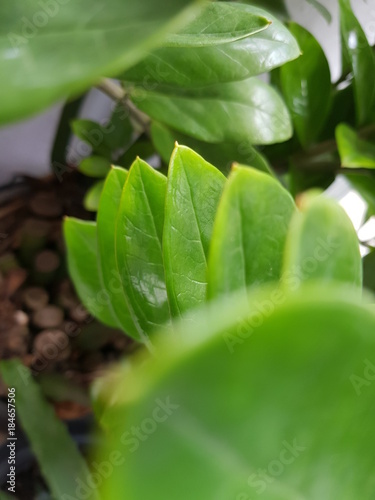green leaves and loom in the summer