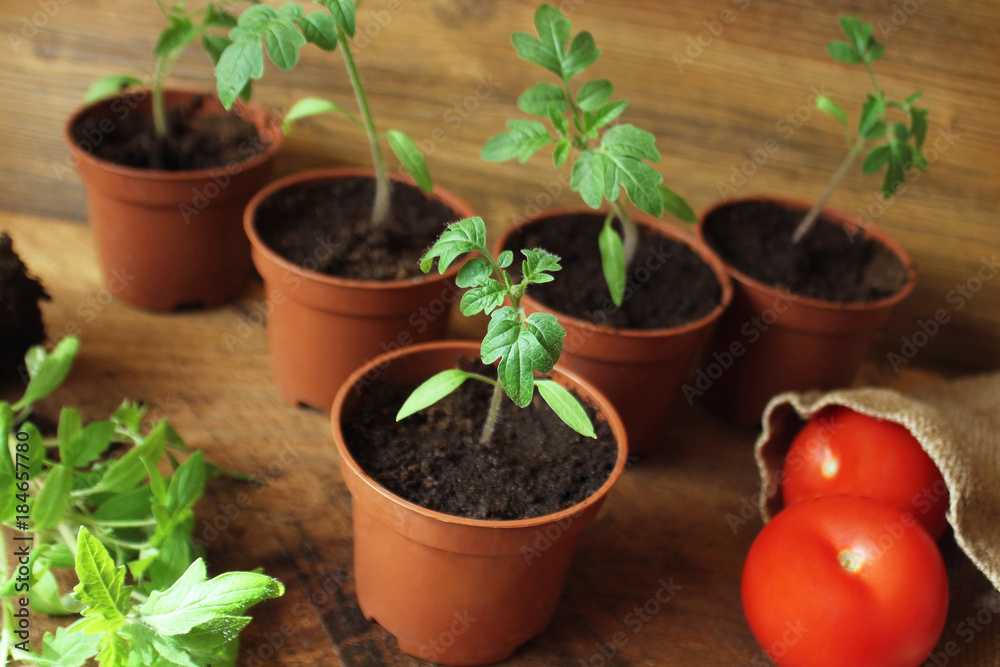 Young tomato seedlings on wooden backdround. Gardening concept Young tomato seedlings on wooden backdround. Gardening concept