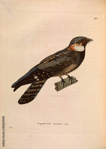 Illustration of bird photo