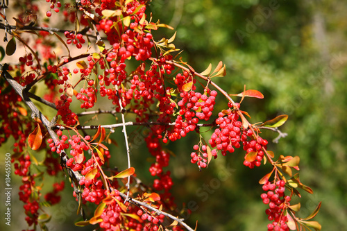 Red barberry berries on a bush. Berberis vulgaris.