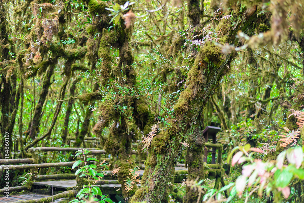 Fototapeta premium Moss on the tree in Ang Ka Luang Nature Trail