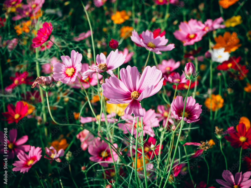beautiful cosmos flower blooming in the field beautiful cosmos flower blooming in the field