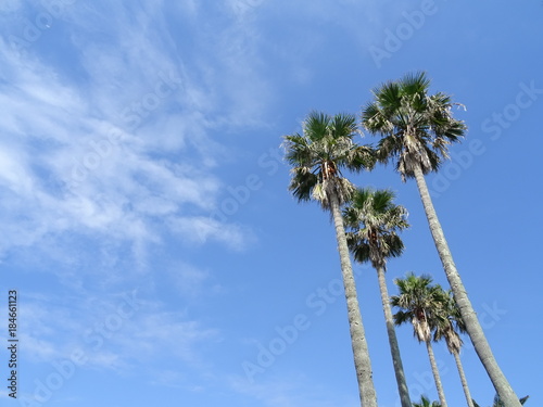 palm trees under the blue sky