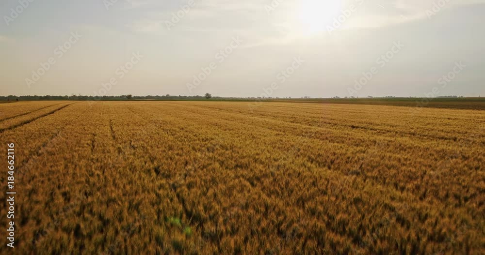 Aerial shot of a green field of wheat Aerial shot of a green field of wheat