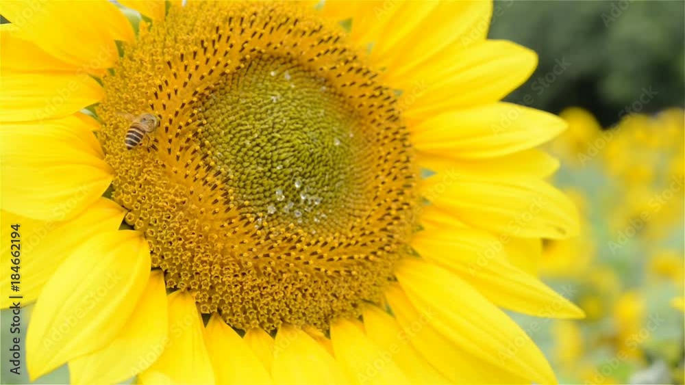 Honeybee working on a sunflower close up Honeybee working on a sunflower close up