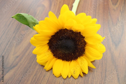 Beautiful sunflower with nature background