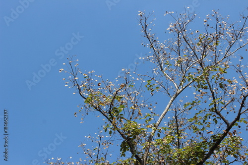a tree on sky background