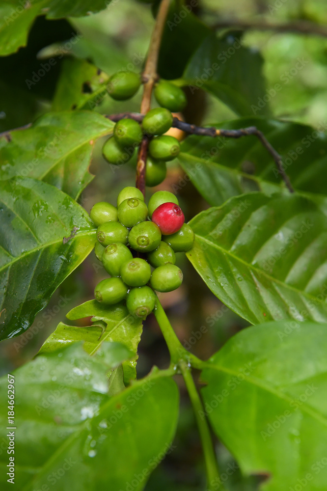 Coffee beans ripening on a tree. Coffee beans ripening on a tree.