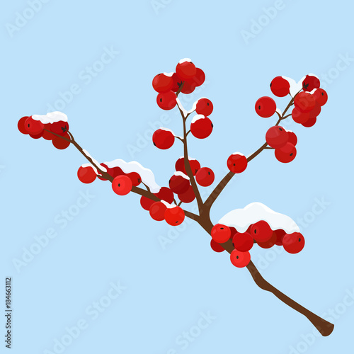 hoar frost covered hawthorn berry isolated on blue