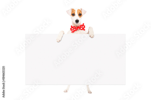 Funny dog Parson Russell Terrier in a bow tie, standing with a banner, isolated on white background © sonsedskaya