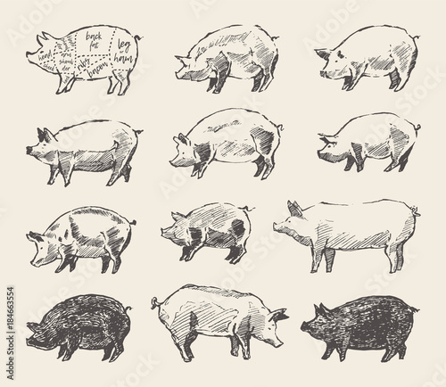 Drawn vector pigs Mangalica pork restaurant menu