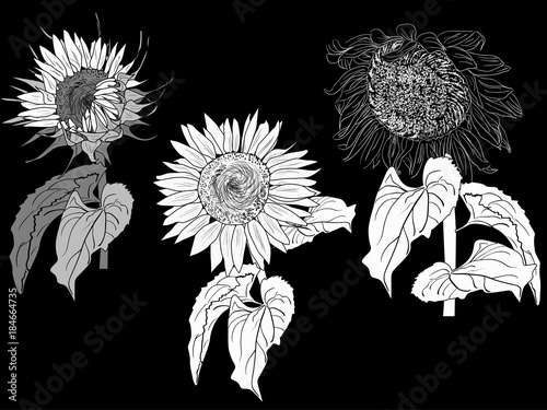 three white sunflower outlines isolated on black