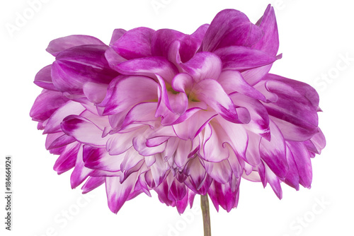 Fototapeta Naklejka Na Ścianę i Meble -  dahlia flower isolated