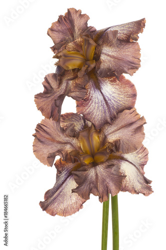 Fototapeta Naklejka Na Ścianę i Meble -  iris flower isolated