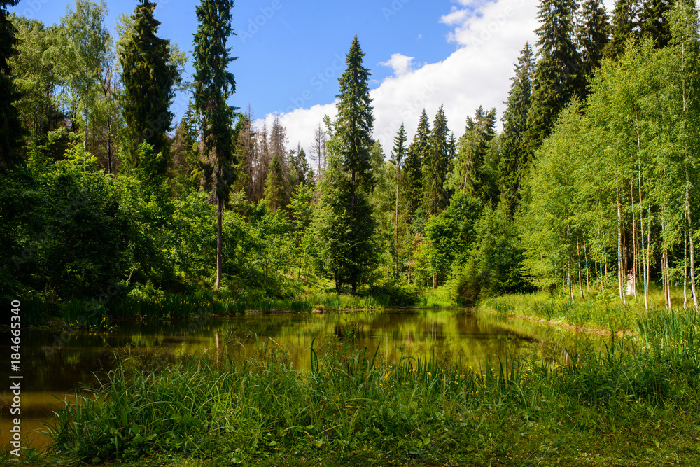 trees around a small lake 