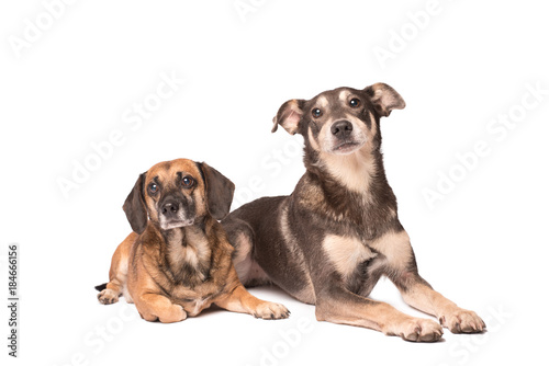 Fototapeta Naklejka Na Ścianę i Meble -  Portrait photo of an adorable mongrel dog isolated on white