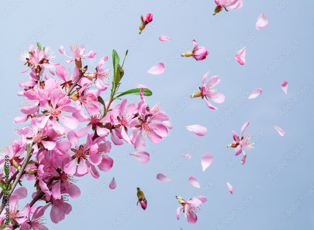 Spring blossom explosion Spring blossom explosion