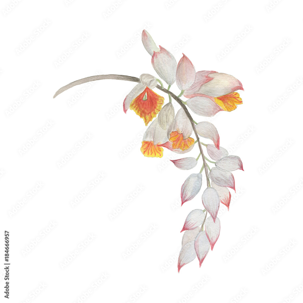 custom made wallpaper toronto digitalWatercolor painting white ginger flowers 