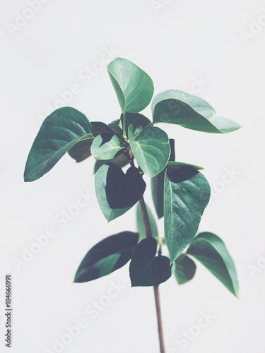 Green plant leaves isolated on light gray background.  Cool tones. Copy space