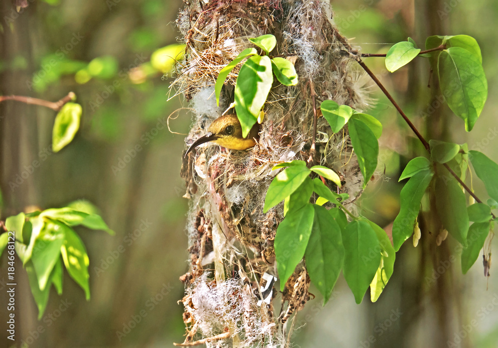 Closeup Olive-Backed Sunbird in Nest on Nature Background Closeup Olive-Backed Sunbird in Nest on Nature Background