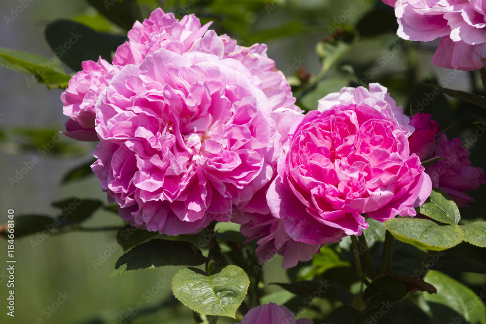 Strauchrosen, (Rosa), Nordrhein-Westfalen, Deutschland Strauchrosen, (Rosa), Nordrhein-Westfalen, Deutschland