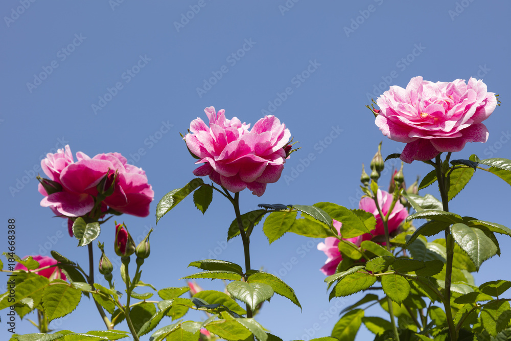 Kletterrose, (Rosa), Nordrhein-Westfalen, Deutschland Kletterrose, (Rosa), Nordrhein-Westfalen, Deutschland