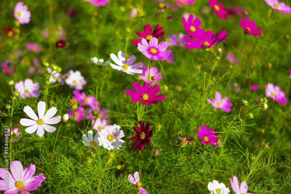 Colorful flowers blossom in the breeze and sunlight in the winter.
Colorful flowers blossom in the breeze and sunlight in the winter.