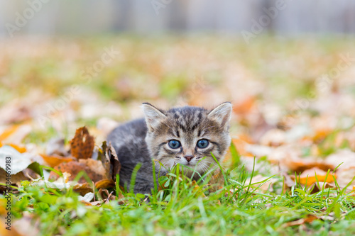 Gray little kitten in the autumn glade among the fallen leaves