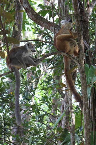 Rotstirnmaki und Kronenmaki im Regenwald in Madagaskar © Robirensi