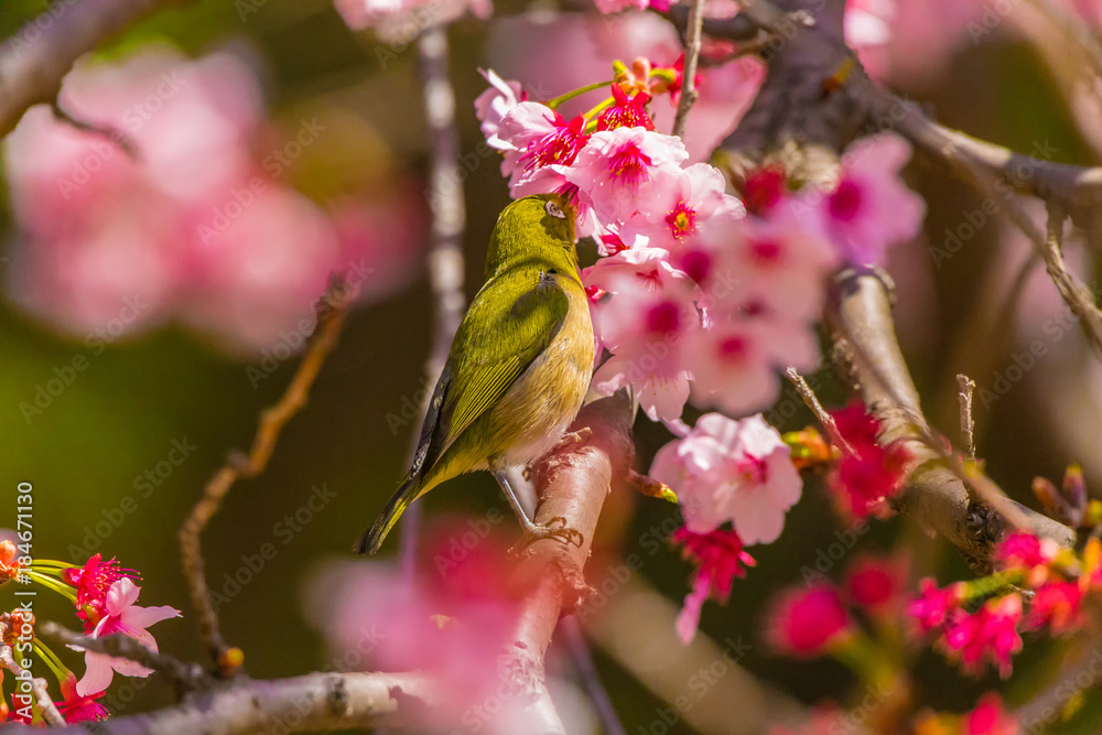 The Japanese White-eye.The background is cherry blossoms. Located in Tokyo Prefecture Japan.