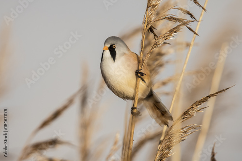 Bearded Tit