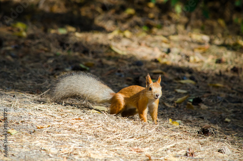 Beautiful red squirrel in the park is standing on the grass in the summer and looks
