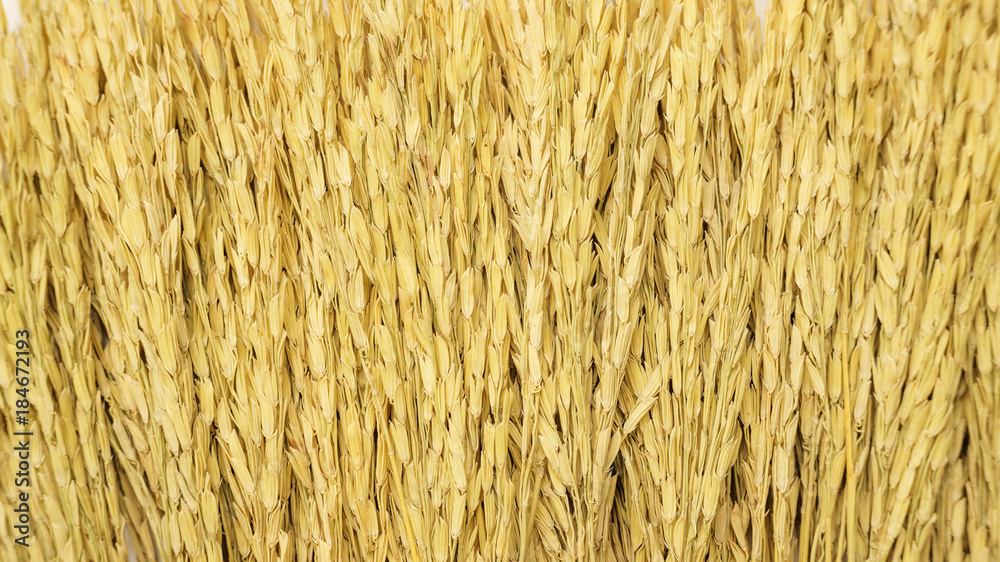Close up of a dry ear of rice for a background.