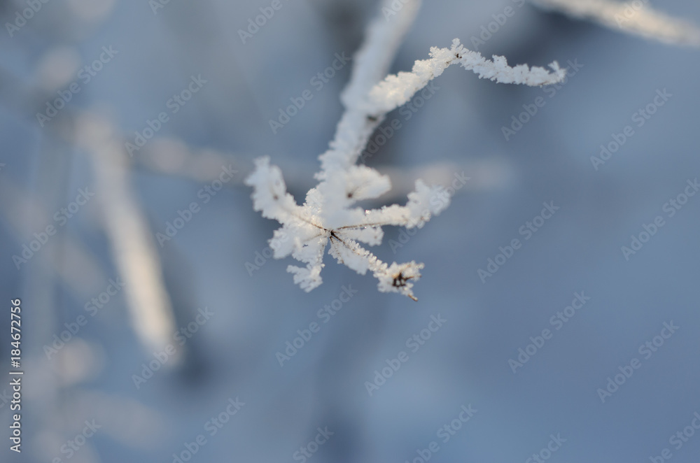 Closeup of the twig covered with hoarfrost