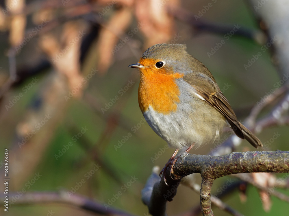 Robin - Erithacus rubecula