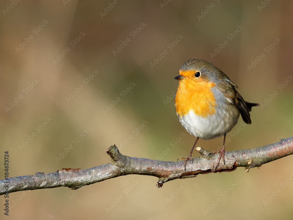 Fototapeta premium Robin - Erithacus rubecula