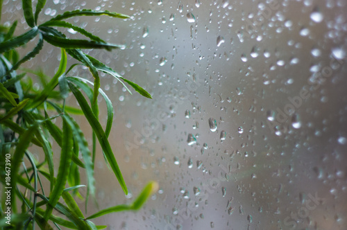 house plants and raindrops on the window glass