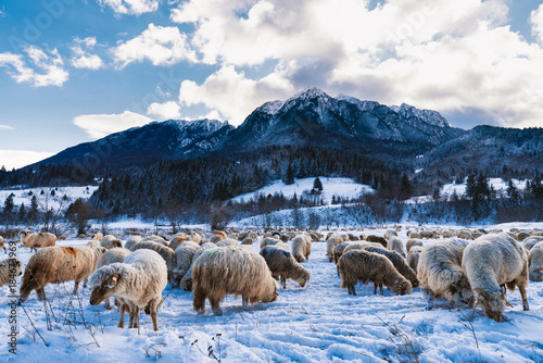 Rural landscape with herd of sheep in the winter mountain