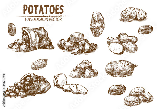 Digital vector detailed line art potato