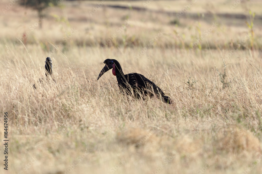 Northern ground hornbill (Bucorvus abyssinicus) Northern ground hornbill (Bucorvus abyssinicus)