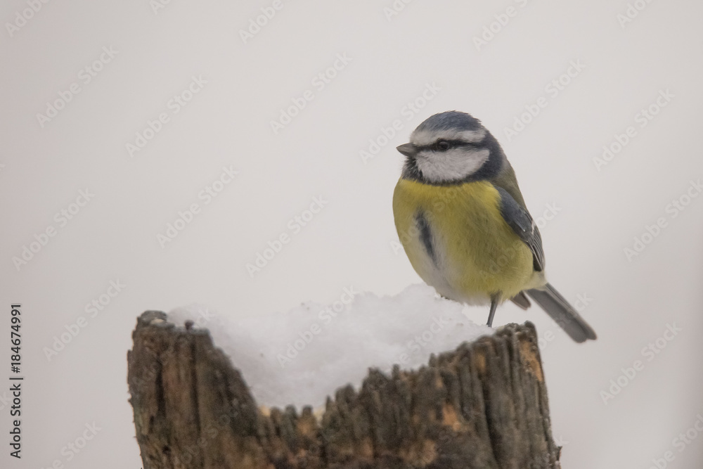 Obraz premium Tomtit in winter