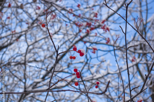Rowan tree with red berries in the snow