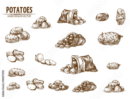 Digital vector detailed line art potato vegetable