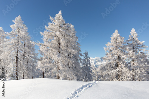 Winterwald mit Spuren  © Olha Sydorenko