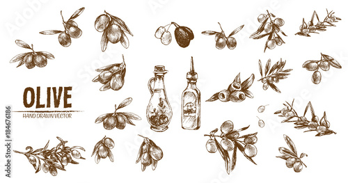 Digital vector detailed line art olive