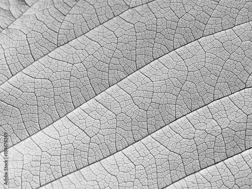 white leaf texture