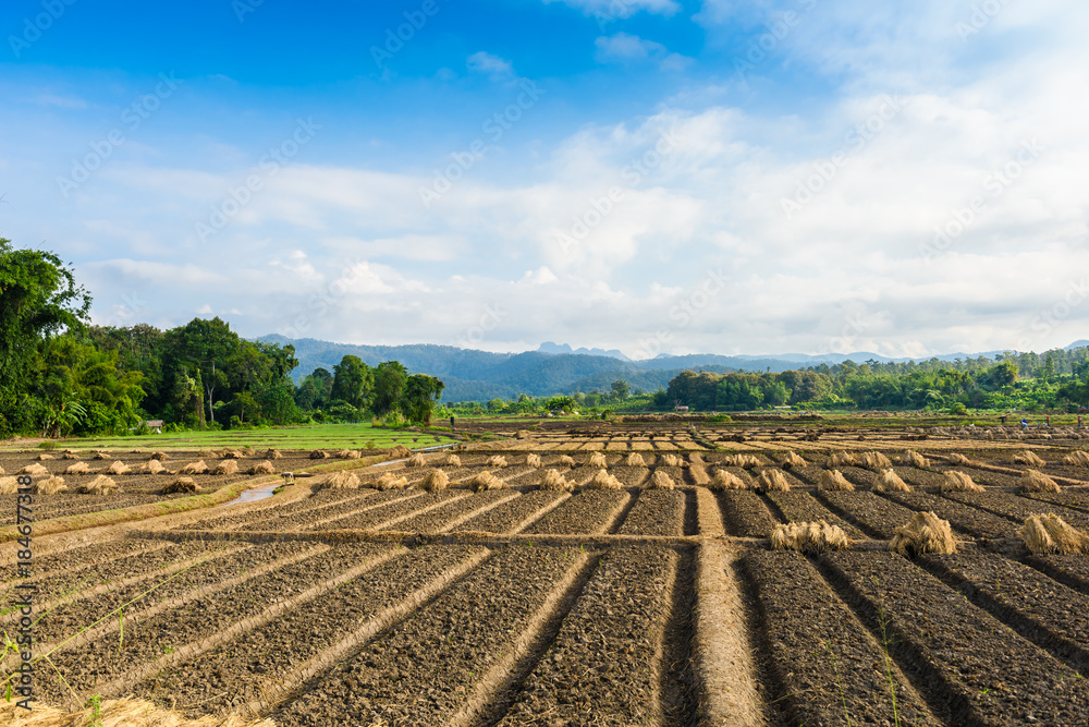 Landscape view of a freshly growing agriculture vegetable