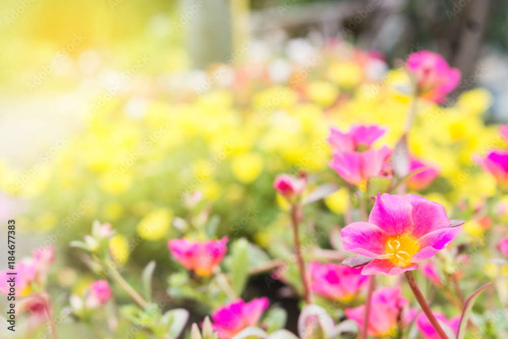 Fototapeta premium beautiful flowers garden with sunlight spring