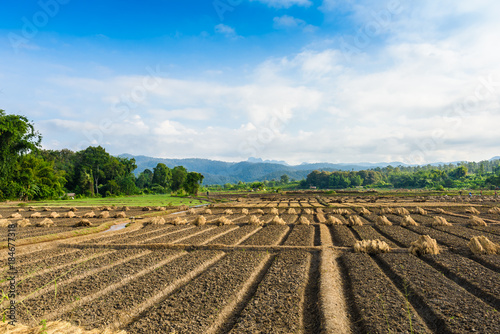 Landscape view of a freshly growing agriculture vegetable