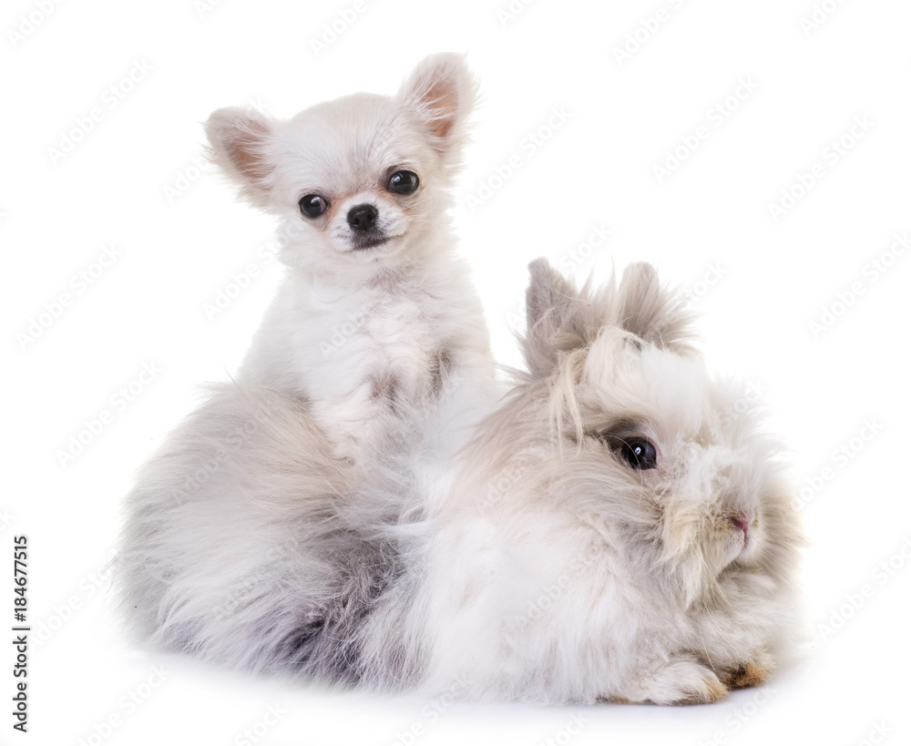 dwarf rabbit and puppy chihuahua dwarf rabbit and puppy chihuahua